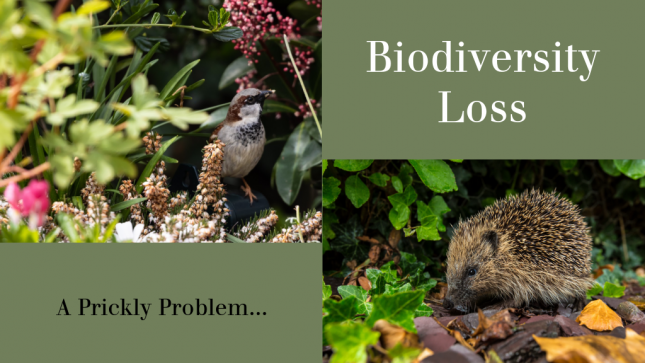 Biodiversity Loss: A Prickly Problem